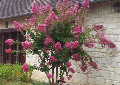 Lagerstroemia